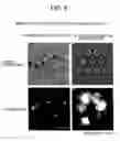 Fig. 09 - Nanobio device of imitative anatomy structure