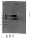 Fig. 02 - Method for extracting DNA from organisms