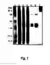 Fig. 02 - Urate oxidase