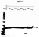 Fig. 07 - Modified human growth horomone polypeptides and their uses