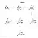 Fig. 06 - Immunosuppressive effects of pteridine derivatives