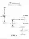 Fig. 05 - Method for preparing anti-MIF antibodies