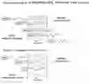 Fig. 02 - Embedder compositions and methods for detecting and killing cells in acidic areas of tumors