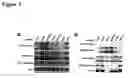 Fig. 02 - Phosphorylation and regulation of Akt/PKB by the rictor-mTOR complex