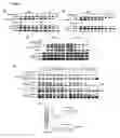 Fig. 06 - Phosphorylation and regulation of Akt/PKB by the rictor-mTOR complex