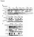 Fig. 08 - Phosphorylation and regulation of Akt/PKB by the rictor-mTOR complex
