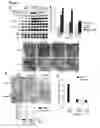 Fig. 09 - Phosphorylation and regulation of Akt/PKB by the rictor-mTOR complex