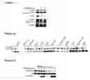 Fig. 10 - Phosphorylation and regulation of Akt/PKB by the rictor-mTOR complex