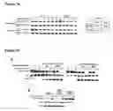Fig. 11 - Phosphorylation and regulation of Akt/PKB by the rictor-mTOR complex