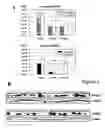 Fig. 04 - Streptococcus pyogene antigens
