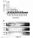 Fig. 05 - Streptococcus pyogene antigens