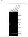 Fig. 09 - Mmp expression inhibitor