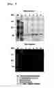 Fig. 06 - Method for preparing fusion polypeptide comprising epidermal growth factor and human serum albumin in plants