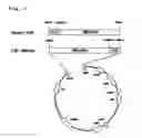 Fig. 08 - Method for preparing fusion polypeptide comprising epidermal growth factor and human serum albumin in plants