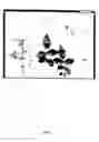 Fig. 02 - Rose named 'Her Ice'
