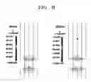 Fig. 09 - Microfluidic device including membrane having nano- to micro-sized pores and method of separating polarizable material using the same