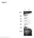 Fig. 02 - Recombinant protein comprising starch binding domain and use thereof