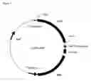 Fig. 06 - Recombinant protein comprising starch binding domain and use thereof