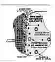 Fig. 02 - Stand-alone or enhancer composition for oral care