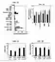 Fig. 04 - Methods for inhibiting allergic inflammation and other responses initiated by pollens, molds, and other non-animal derived allergens