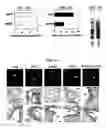 Fig. 06 - Methods for inhibiting allergic inflammation and other responses initiated by pollens, molds, and other non-animal derived allergens