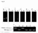 Fig. 05 - Method of typing gene polymorphisms