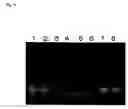 Fig. 07 - Method of typing gene polymorphisms