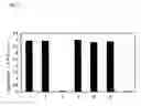 Fig. 12 - Method of typing gene polymorphisms