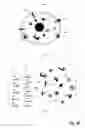 Fig. 09 - Detection of activation of endothelial cells as surrogate marker for angiogenesis