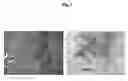 Fig. 02 - Q3 SPARC deletion mutant and uses thereof