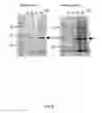Fig. 09 - Method for protein production