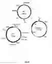 Fig. 09 - Insertion sequence-free bacteria