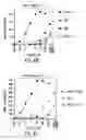Fig. 06 - Nucleic acids encoding PTH functional domain conjugate peptides