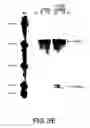 Fig. 06 - Methods for modulating T cell survival by modulating bcl-XL protein level