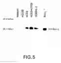 Fig. 08 - Methods for modulating T cell survival by modulating bcl-XL protein level