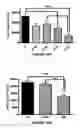 Fig. 16 - Analogs of 4-hydroxyisoleucine and uses thereof