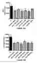Fig. 17 - Analogs of 4-hydroxyisoleucine and uses thereof