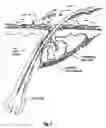 Fig. 06 - Method and apparatus for skin treatment