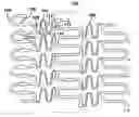 Fig. 01 - Geometry and material for use in high strength, high flexibility, controlled recoil drug eluting stents