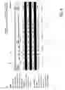 Fig. 07 - Online auction of leads