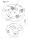 Fig. 26 - Adaptive self-modifying and recombinant systems