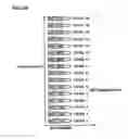 Fig. 52 - Multilevel storage nonvolatile semiconductor memory device enabling high-speed data reading and high-speed data writing