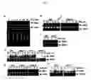 Fig. 02 - Regulating the ethylene response of a plant by modulation of F-box proteins