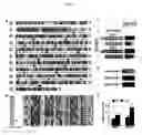 Fig. 05 - Regulating the ethylene response of a plant by modulation of F-box proteins