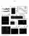 Fig. 06 - Regulating the ethylene response of a plant by modulation of F-box proteins