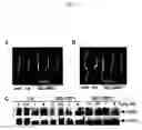 Fig. 07 - Regulating the ethylene response of a plant by modulation of F-box proteins