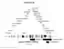 Fig. 19 - Recombinant DNA constructs and methods for controlling gene expression