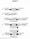 Fig. 28 - Recombinant DNA constructs and methods for controlling gene expression