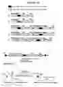 Fig. 29 - Recombinant DNA constructs and methods for controlling gene expression