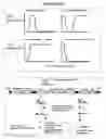 Fig. 30 - Recombinant DNA constructs and methods for controlling gene expression